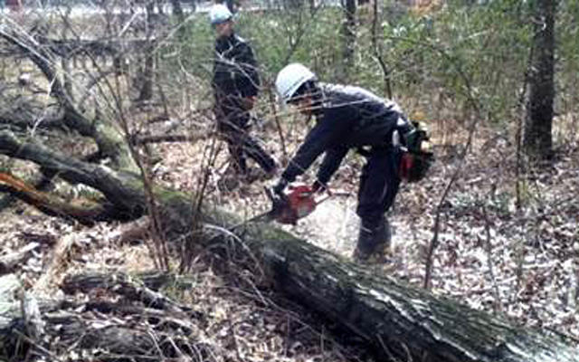 Timber from Forest Thinning
