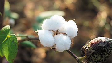 Growing cotton, cotton farming.