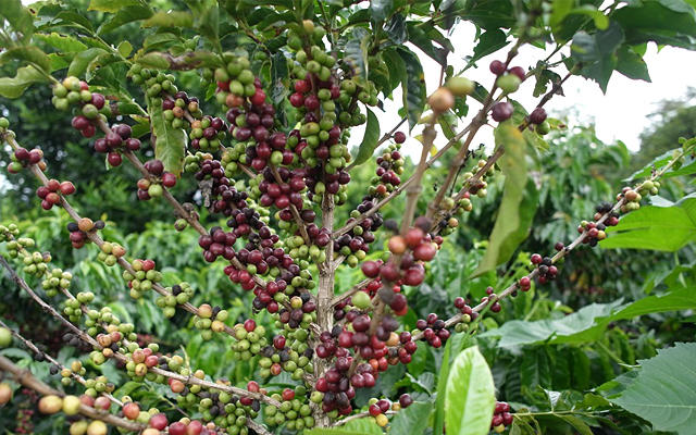 フェダール財団のコーヒー